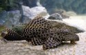 Pleco buttefly — 11
